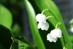 Muguet - 320*